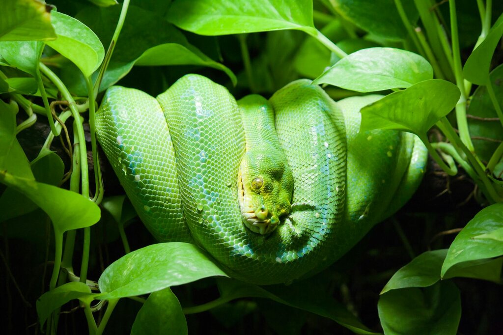 green snake curled up