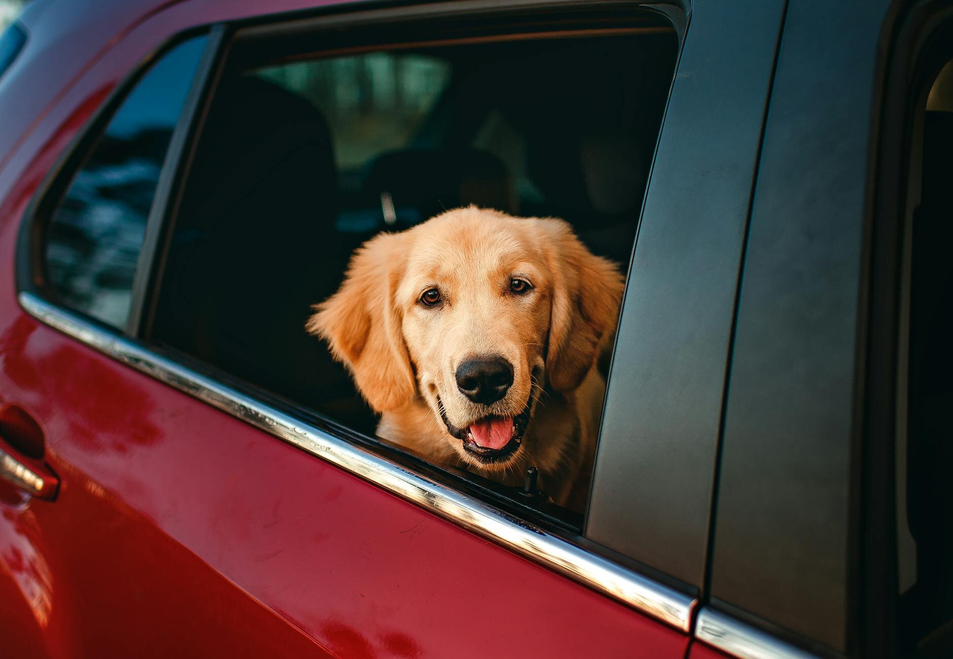 golden retriever in red car