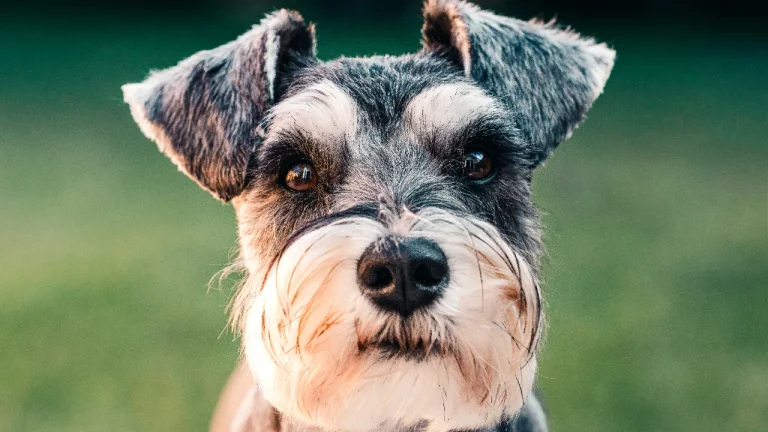 close up of schnauzer face