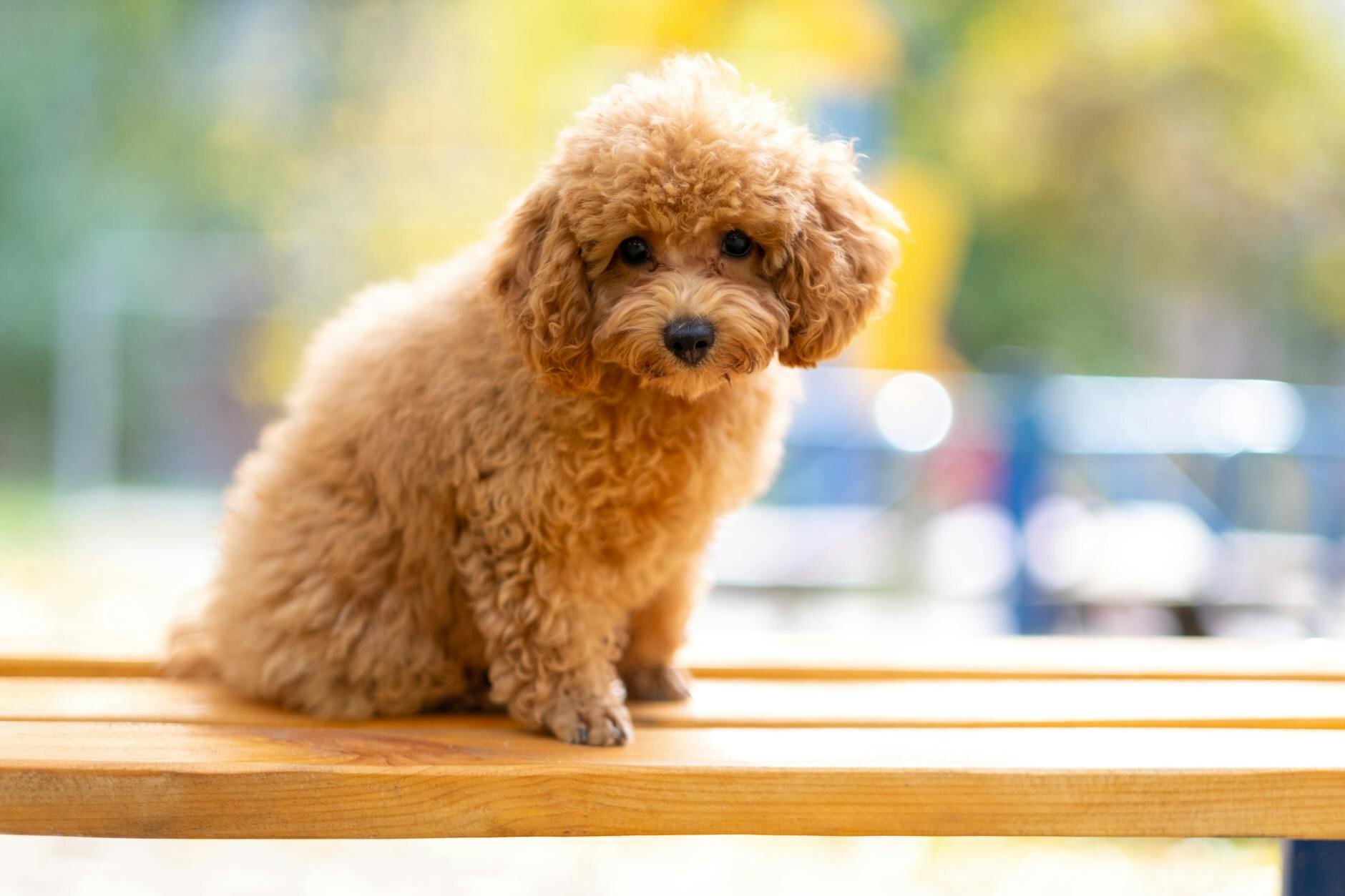 cavoodle sitting on table in sunshine