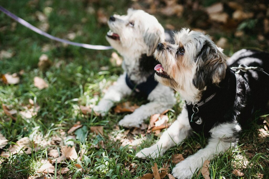 2 dogs witting on grass looking up