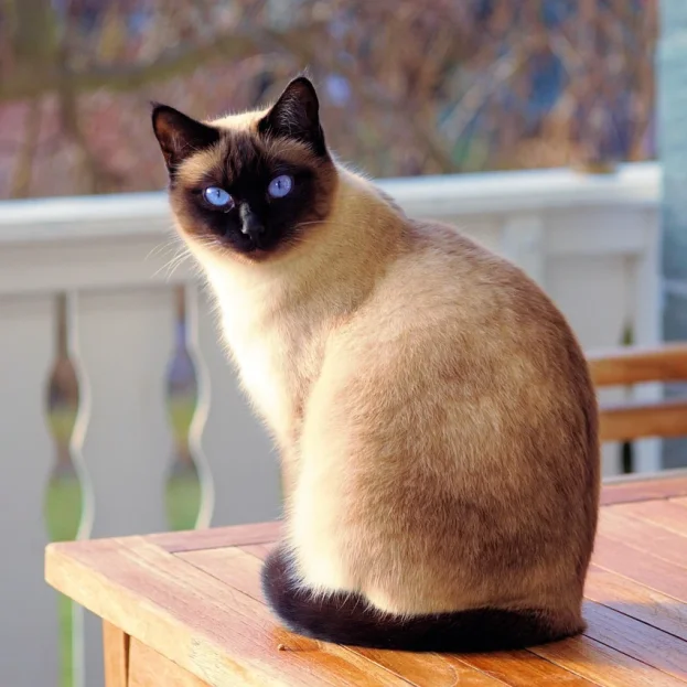 siamese cat sitting on outdoor table