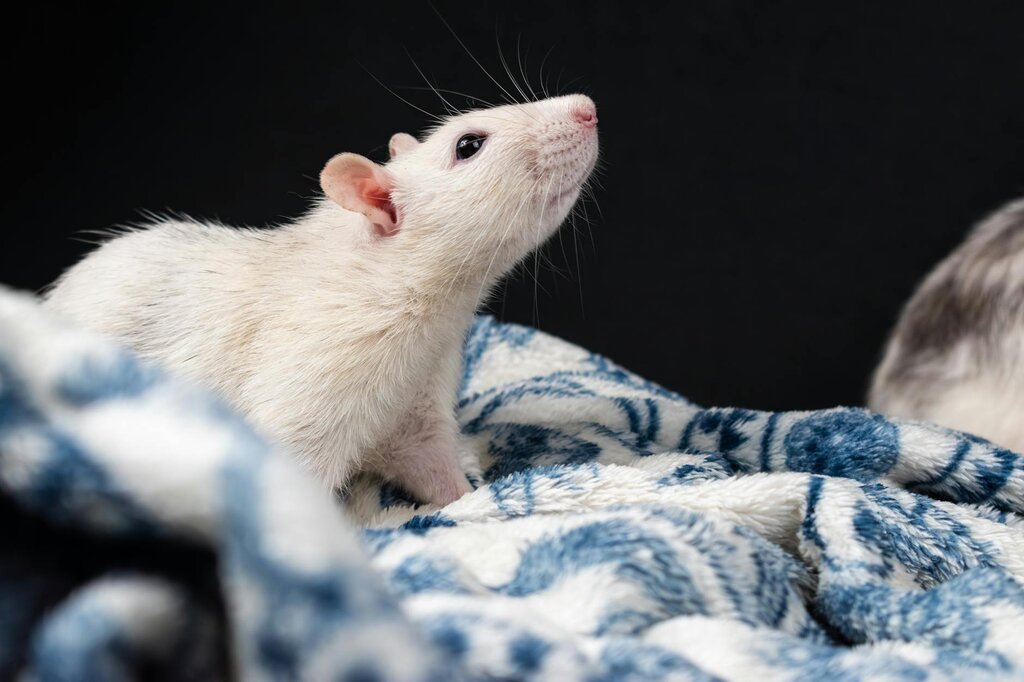 white rat on blue and white blanket