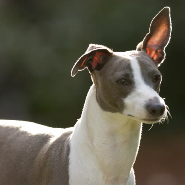 italian greyhound backlit by sunshine