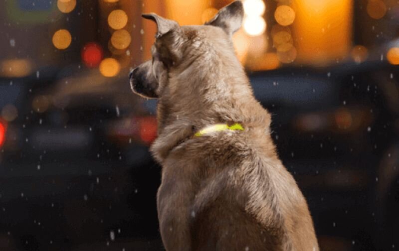 dog wearing reflective collar