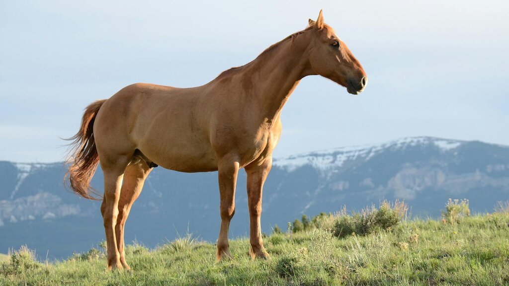 horse standing in mountains
