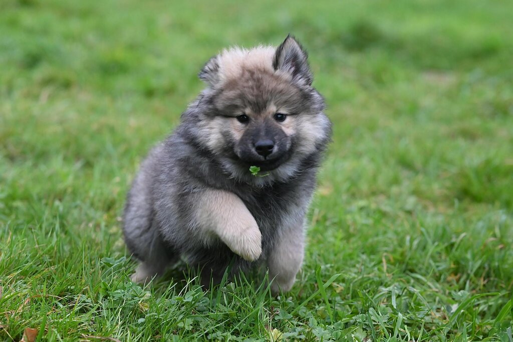 puppy holding up paw on grass