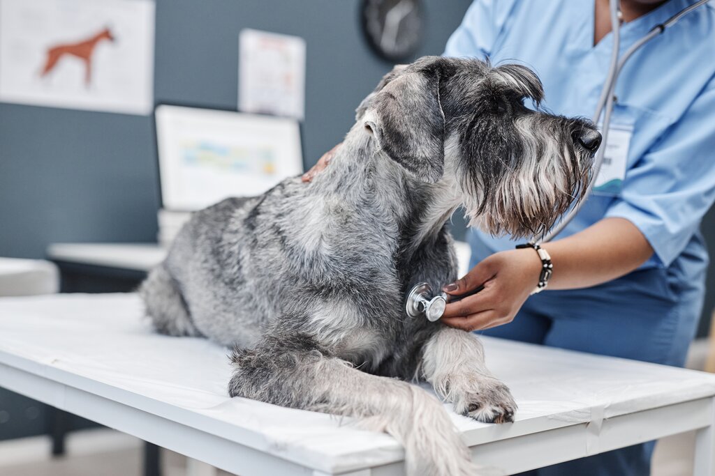 schnauzer on vet examination table