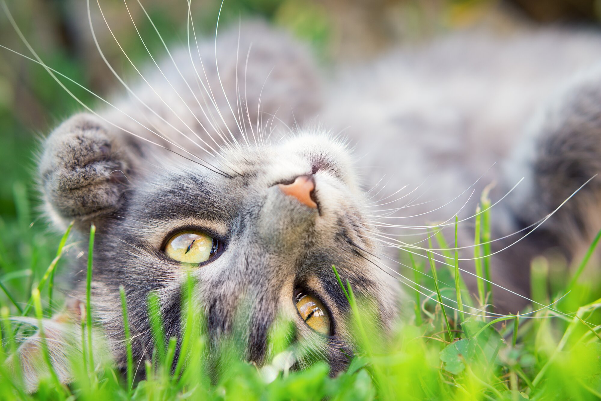 cat lying in grass