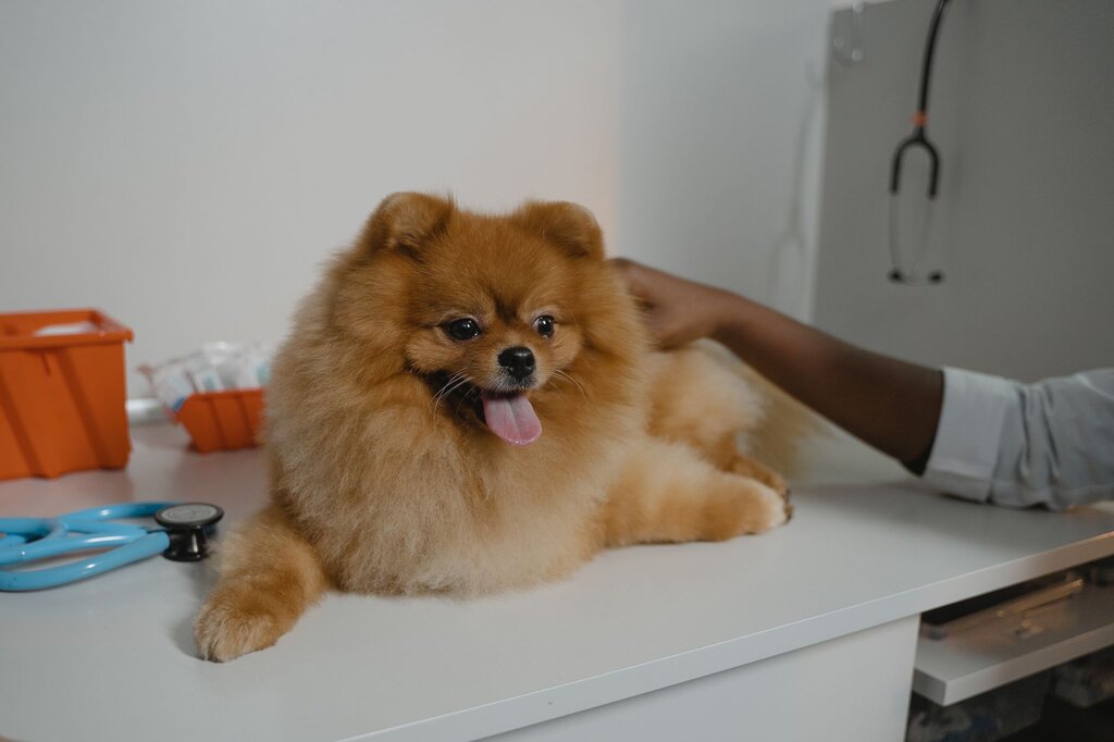 pomeranian on vet exam table