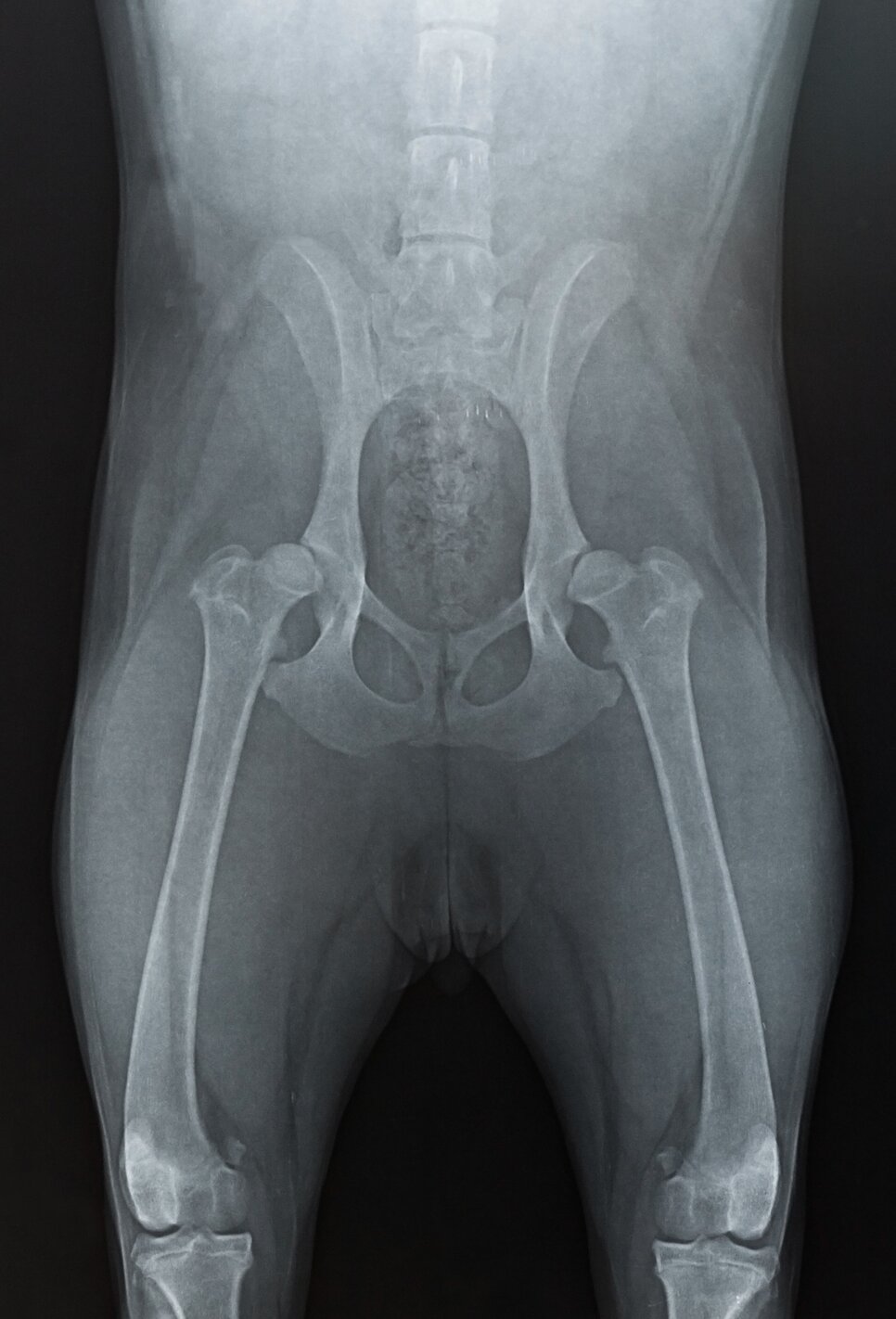 xray image of hip dysplasia in a dog 