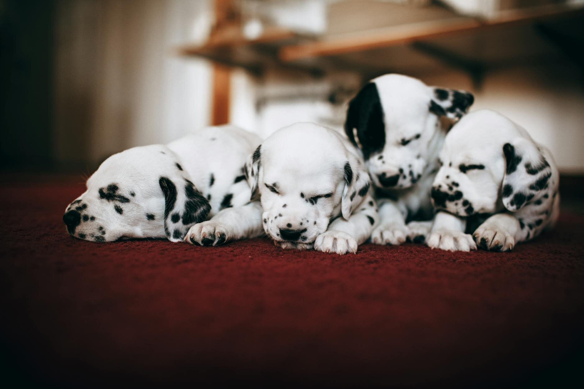 4 puppies sleeping
