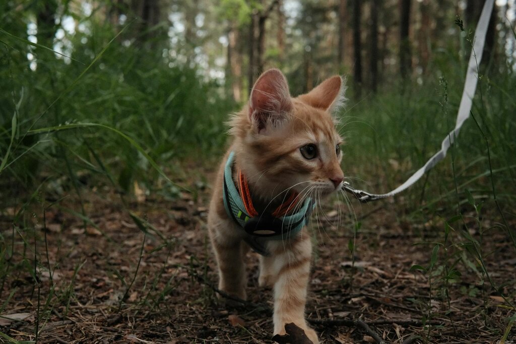 kitten on harness and lead outdoors in bush
