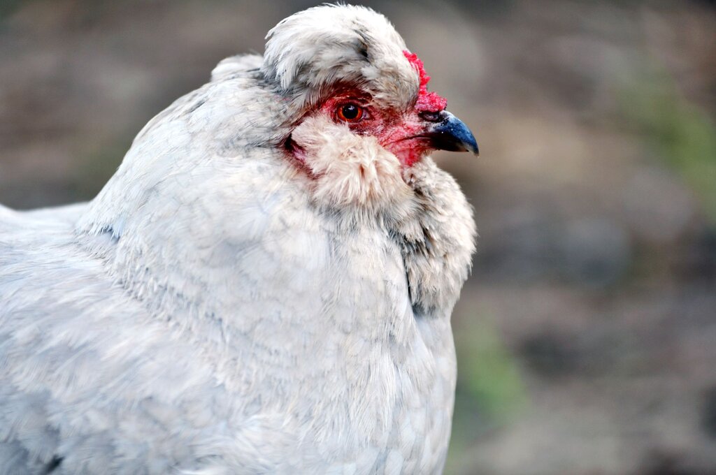 a white chicken looking fluffed 
