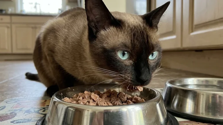 tonkinese cat eating wet food from bowl
