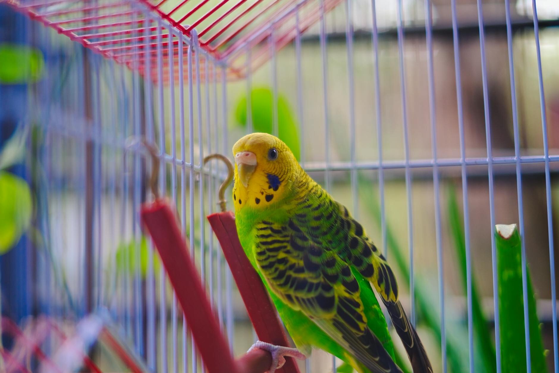 budgerigar in cage