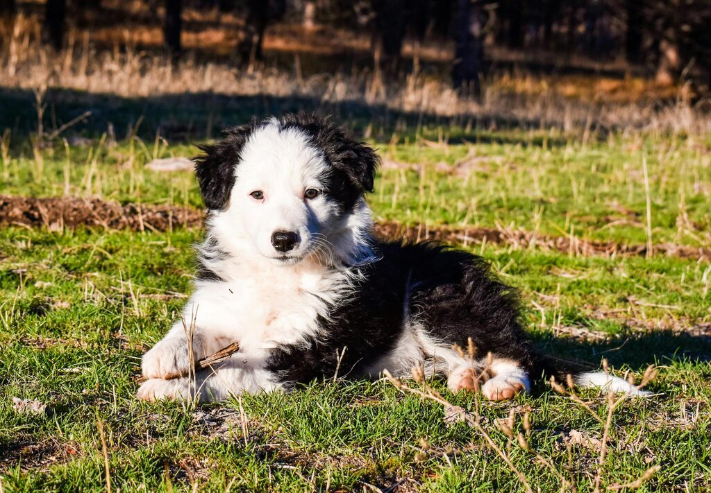border collie puppy lying in grass