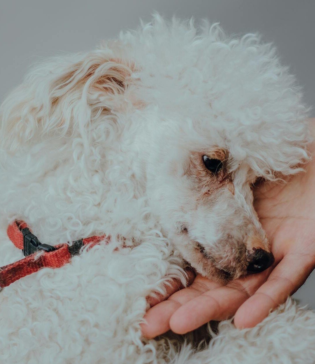 white poodle wearing red collar with head on human hand