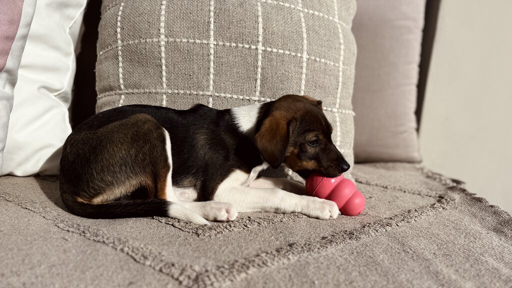 puppy using puppy kong