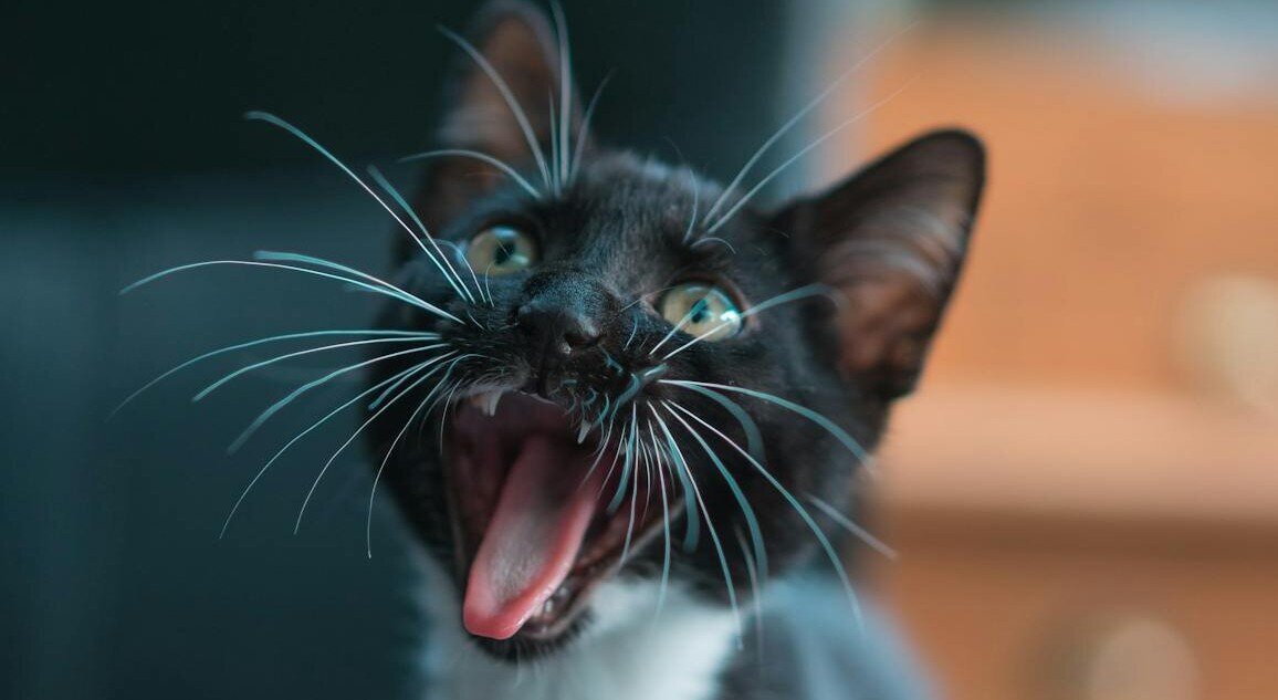kitten with wide open mouth