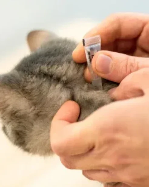 human applying parasite preventative to cat's neck
