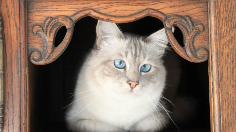 birman cat sitting in ornate furniture