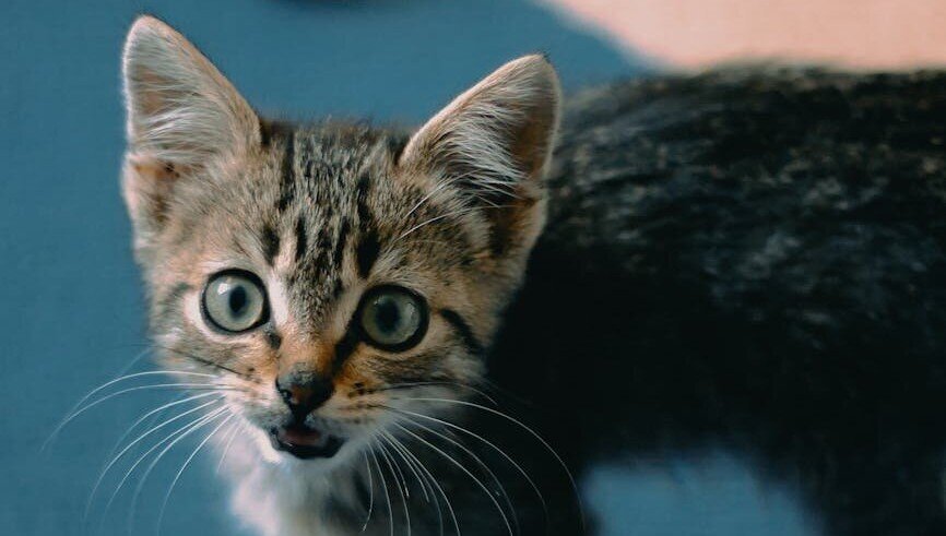 tabby kitten on blue background
