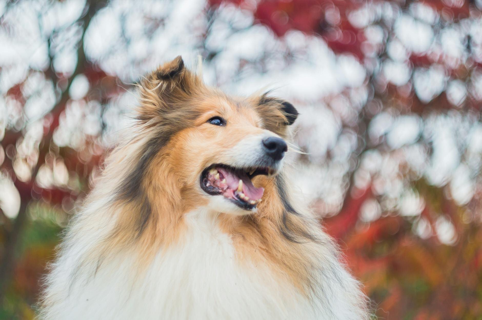 close up of shetland sheepdog