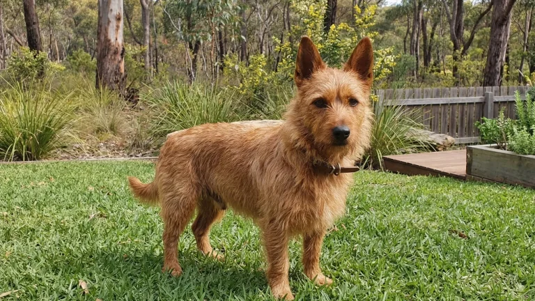 Australian terrier standing on grass in backyard