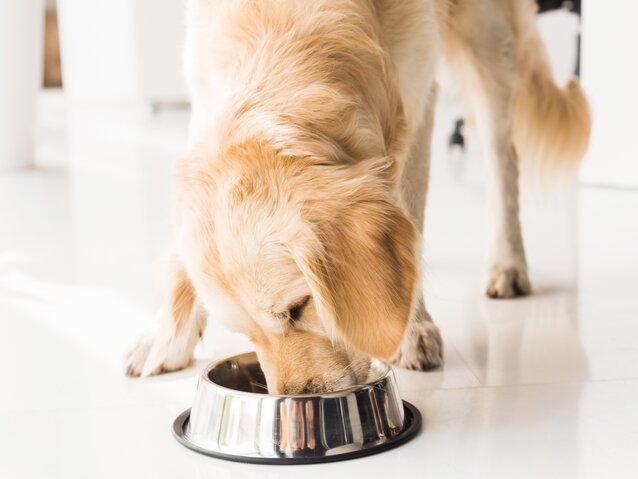 golden retriever eating from stainless steel bowl