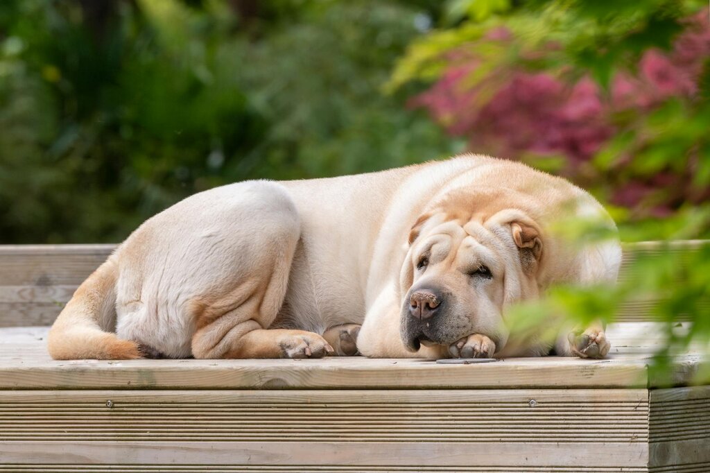 shar pei laying on deck
