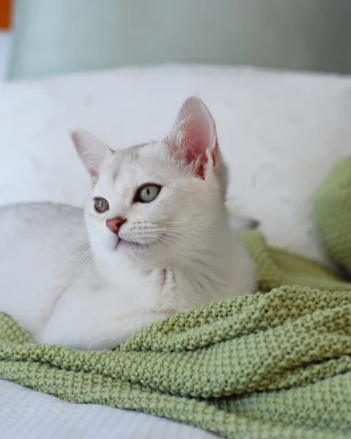 burmilla resting on bed with green blanket