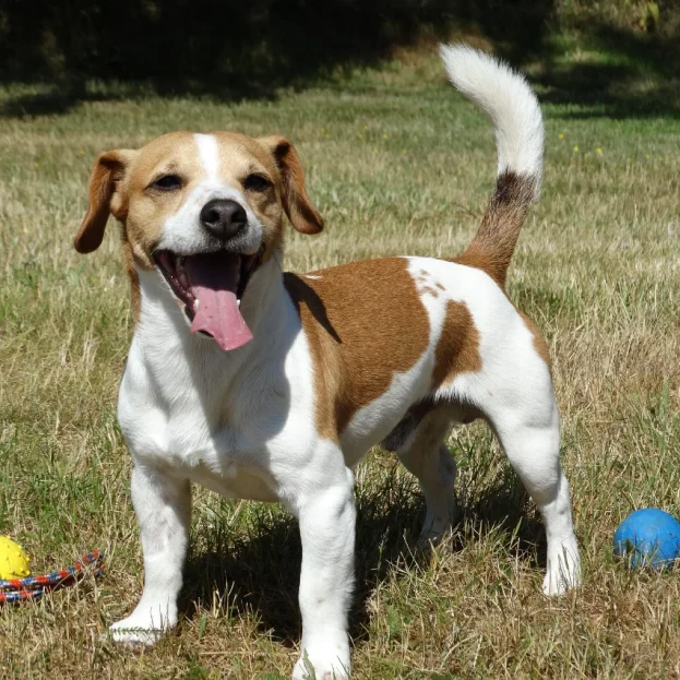 jack russell playing outdoors with balls