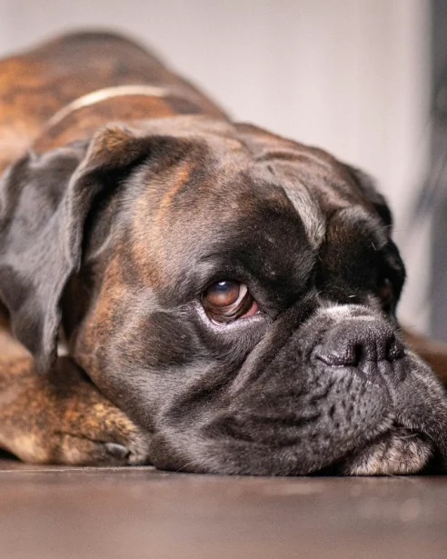 boxer lying on floor