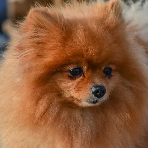 close up of pomeranian with tear staining