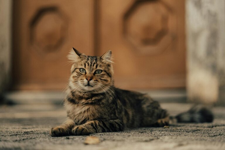 maine coon cat lying on floor