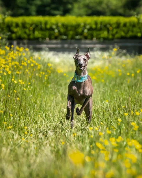 italian greyhound running through field of flowers