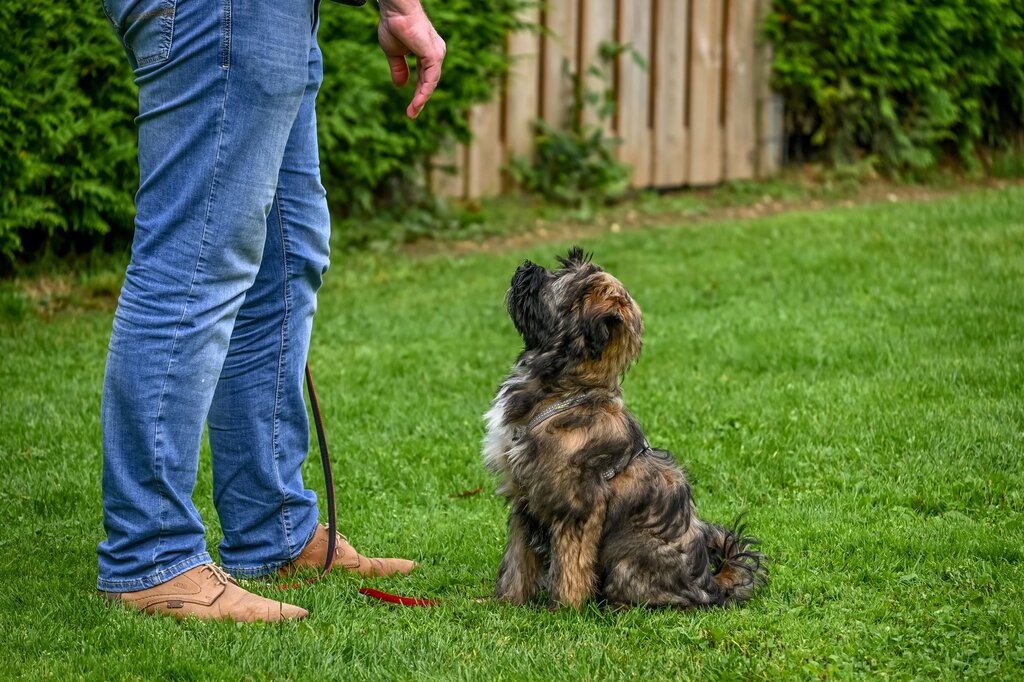 dog being trained with hand signal