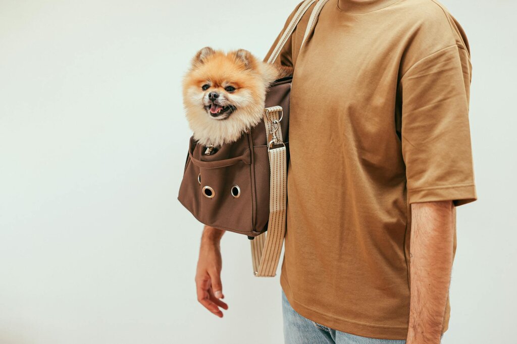 pomeranian in carrier