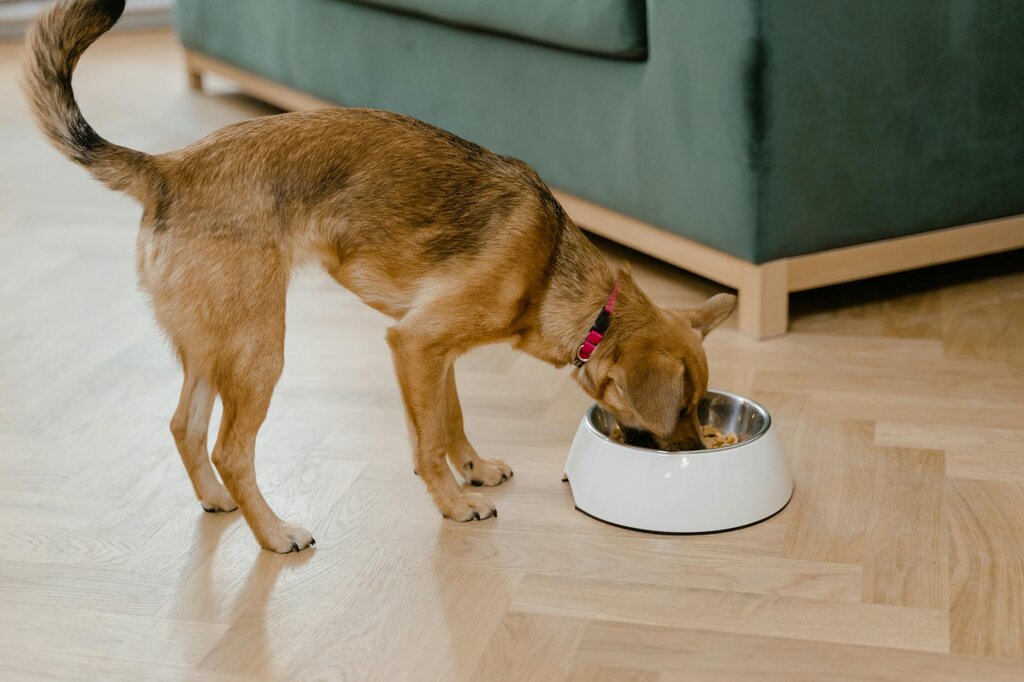 A brown dog eating food from a white pet bowl