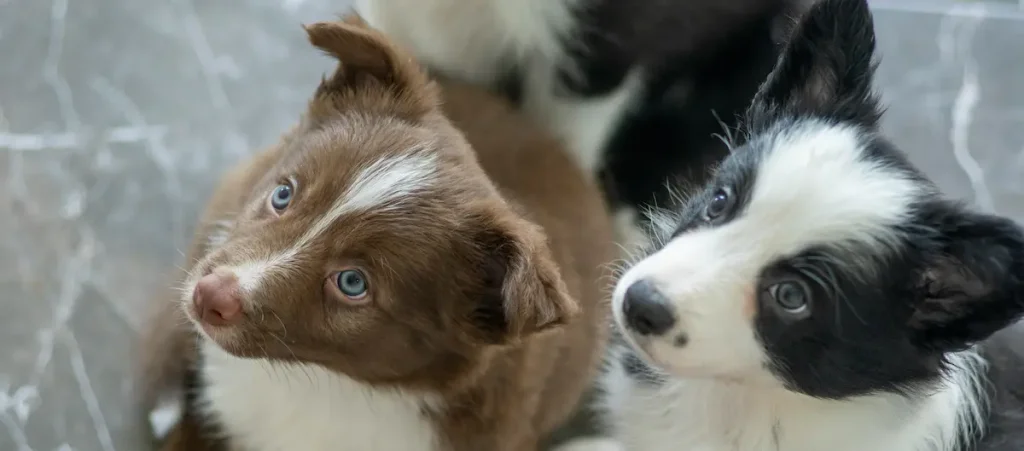 2 puppies looking up