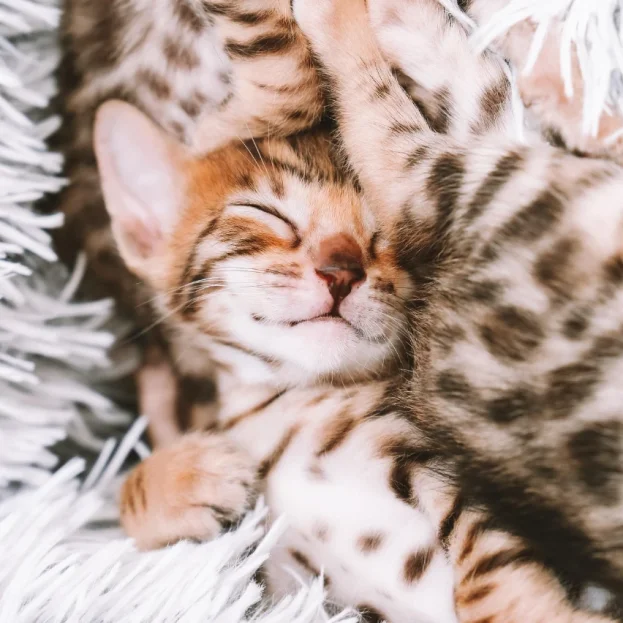 bengal kitten sleeping