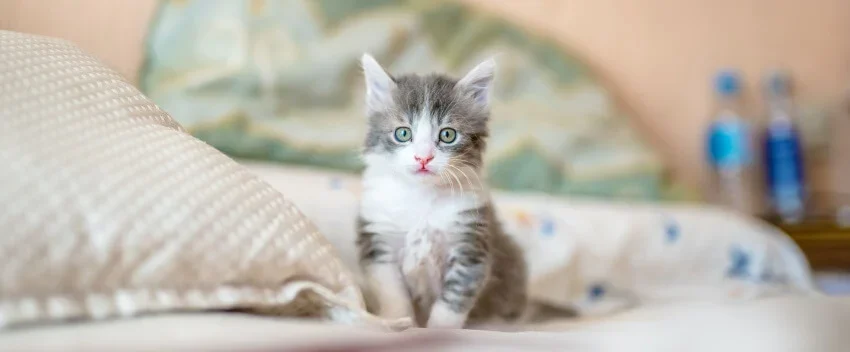 grey and white kitten sitting on bed