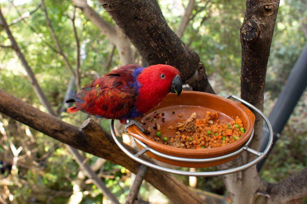 parrot eating from dish