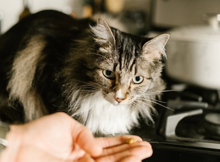 maine coon cat looking at tablet in human hand