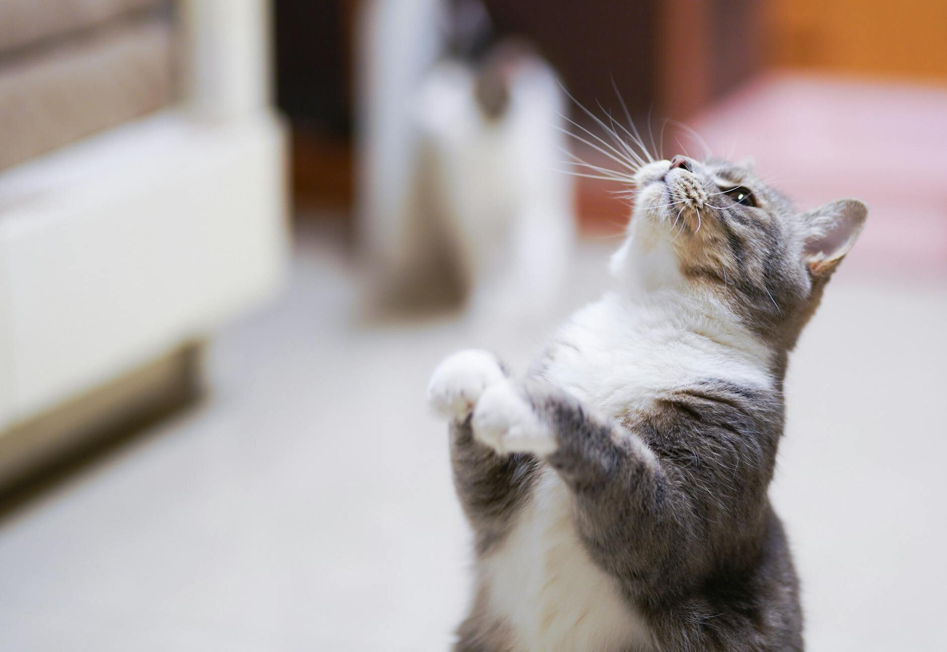 kitten sitting on backlegs looking upwards 
