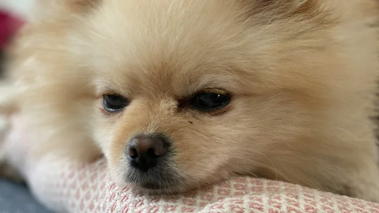 pomeranian resting on blanket
