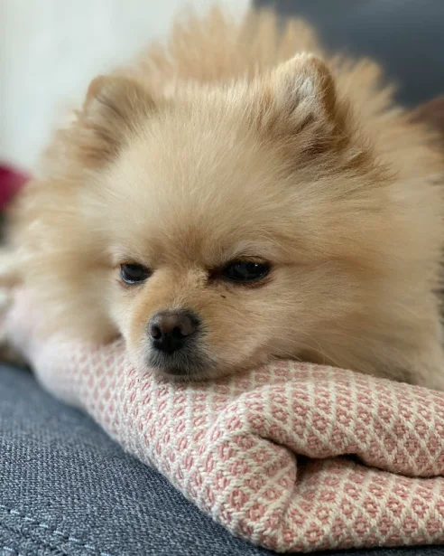 pomeranian resting on blanket
