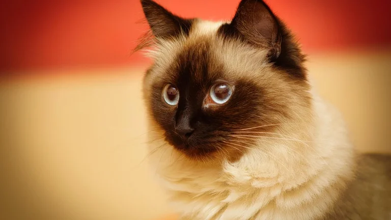 birman cat on red and white background