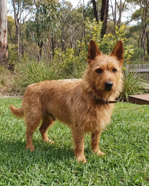 Australian terrier standing on grass in backyard